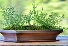 Where Should I Place My Window Sill Planters?