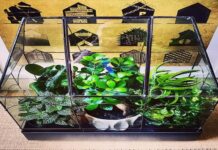 Key Benefits of Using a Terrarium Planter