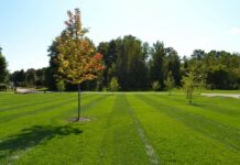 What Are the Benefits of Lawn Aeration?