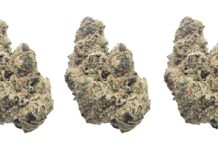 What Is THCA Flower and How Does It Compare to Delta 8?