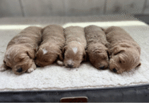Standard Goldendoodle Size and Growth Guide: What to Expect