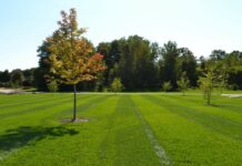 Don’t Let Weeds Win: The Case for Professional Weed Control Services