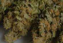 What to Look for in a THC Pen Cart: A Beginner’s Buying Guide