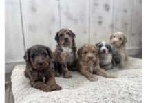 Why a Mini Goldendoodle Is the Best First Pet for Kids Learning Responsibility