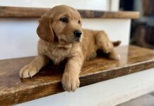 Why a Small Goldendoodle Might Be the Best Work-From-Home Companion You’ll Ever Have