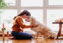 Finding “Goldendoodles For Sale Near Me” and the Basics of Training