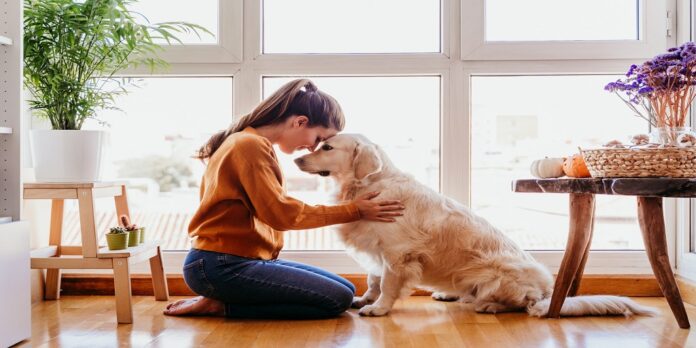 Goldendoodle for sale near me
