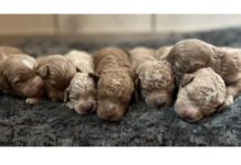 Looking for “Goldendoodle Puppies for Sale Near Me” in Kentucky?