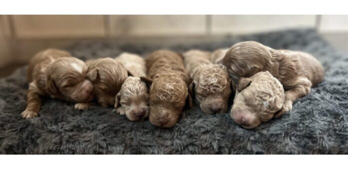 Goldendoodle puppies for sale near me
