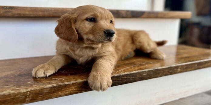Goldendoodle puppies near me