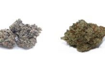 A Beginner’s Guide to Buying Mail Order Weed Online Safely in Virginia