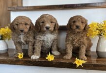 How Big Will My Goldendoodle Get and When Do They Stop Growing?