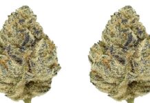 Understanding the Menu at Dispensaries in Virginia