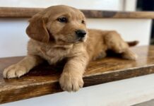 Why Suburban and Rural Families Love Raising Golden Retriever Puppies in Kentucky