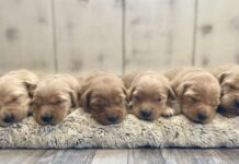 Finding the Perfect Match with Golden Retriever Puppies Near Me