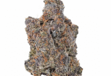 Mail Order Canna for Beginners: A Step-by-Step Introduction