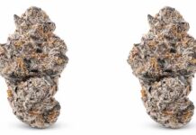 Why Weed Cart Disposables Are Becoming the Top Choice for Modern Consumers