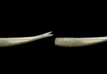 Working Soft Plastics in Saltwater: Some Helpful Tips