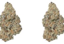 A Closer Look at THCa Rosin and Why It Stands Out