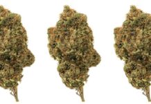 Common Cannabis Products You’ll Find at a Dispensary in Virginia