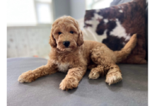 How the Sizes of Goldendoodles Change the Way Families Experience Daily Life