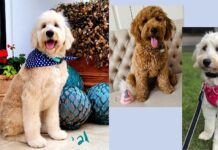 Why the Sizes of Goldendoodle Puppies Matter More Than Most Families Realize