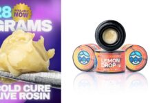 THCa Concentrates Explained In A Way That Helps You Choose